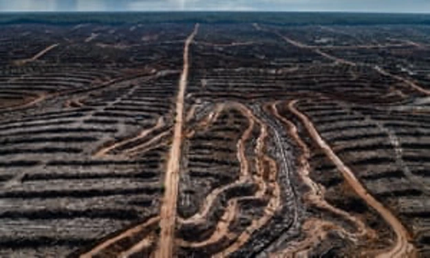 Palm oil plantation aerial view